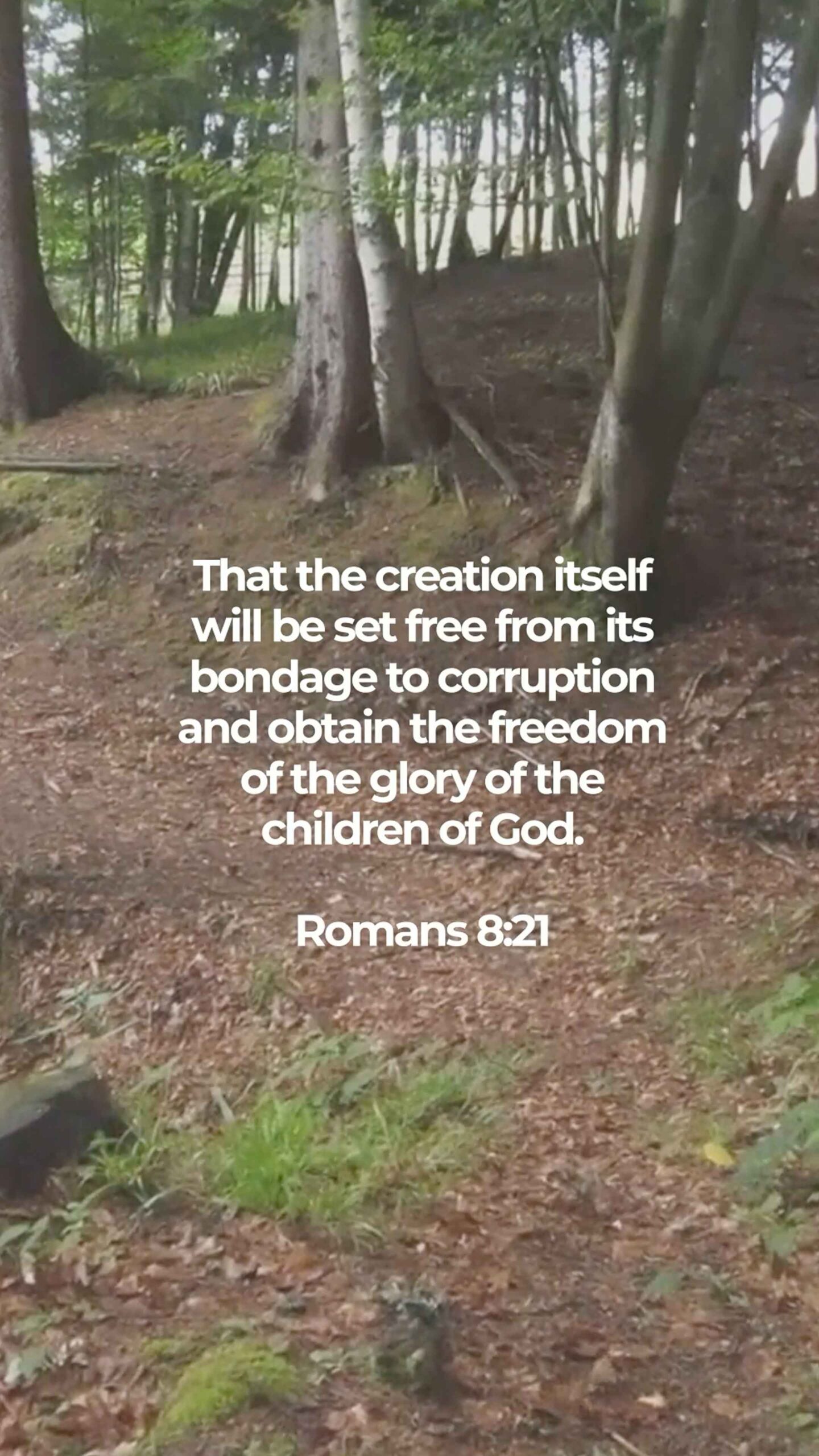 Romans 8:21